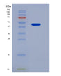 SDS-PAGE analysis of Mouse Ifnb1 (Interferon Beta) - Recombinant Protein, showing >90% purity under 15% SDS-PAGE (Reduced)