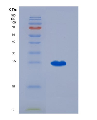 SDS-PAGE analysis of Mouse Il3 (Interleukin-3) - Recombinant Protein, showing >95% purity under 15% SDS-PAGE (Reduced)