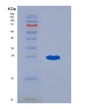SDS-PAGE analysis of Mouse Il3 (Interleukin-3) - Recombinant Protein, showing >95% purity under 15% SDS-PAGE (Reduced)