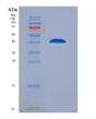 SDS-PAGE analysis of Human ACE2 (Angiotensin-Converting Enzyme 2) - Recombinant Protein, showing >90% purity under 15% SDS-PAGE (Reduced)