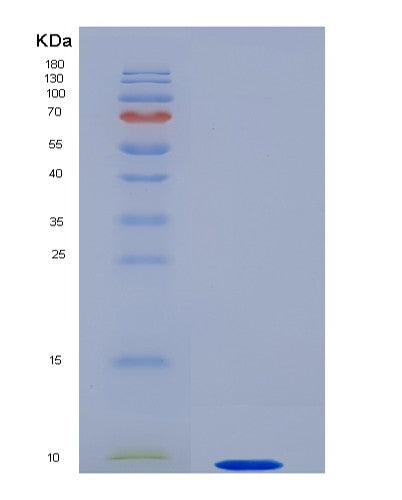SDS-PAGE analysis of Human APOC1 (Apolipoprotein C-I) - Recombinant Protein, showing >85% purity under 15% SDS-PAGE (Reduced)