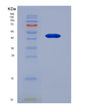SDS-PAGE analysis of Human FGB (Fibrinogen Beta Chain) - Recombinant Protein, showing >90% purity under 15% SDS-PAGE (Reduced)