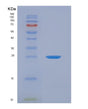 SDS-PAGE analysis of Human AMBP (Protein Ambp) - Recombinant Protein, showing >90% purity under 15% SDS-PAGE (Reduced)