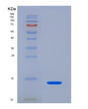 SDS-PAGE analysis of Human CXCL10 (C-X-C Motif Chemokine 10) - Recombinant Protein, showing >90% purity under 15% SDS-PAGE (Reduced)