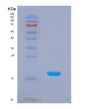 SDS-PAGE analysis of Human HPX (Hemopexin) - Recombinant Protein, showing >85% purity under 15% SDS-PAGE (Reduced)