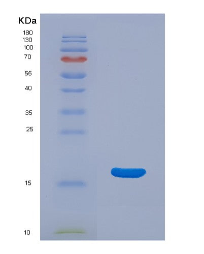 SDS-PAGE analysis of Human ANG (Angiogenin) - Recombinant Protein, showing >90% purity under 15% SDS-PAGE (Reduced)