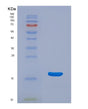 SDS-PAGE analysis of Human ANG (Angiogenin) - Recombinant Protein, showing >90% purity under 15% SDS-PAGE (Reduced)