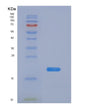 SDS-PAGE analysis of Human VTN (Vitronectin) - Recombinant Protein, showing >90% purity under 15% SDS-PAGE (Reduced)
