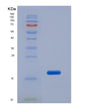 SDS-PAGE analysis of Human LCAT (Phosphatidylcholine-Sterol Acyltransferase) - Recombinant Protein, showing >85% purity under 15% SDS-PAGE (Reduced)