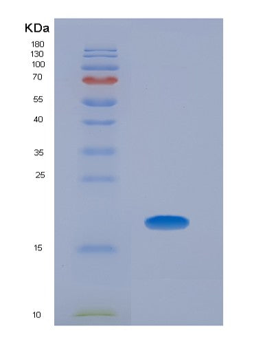 SDS-PAGE analysis of Human GAPDH (Glyceraldehyde-3-Phosphate Dehydrogenase) - Recombinant Protein, showing >90% purity under 15% SDS-PAGE (Reduced)
