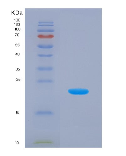 SDS-PAGE analysis of Human ISG15 (Ubiquitin-Like Protein Isg15) - Recombinant Protein, showing >90% purity under 15% SDS-PAGE (Reduced)