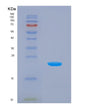SDS-PAGE analysis of Human ISG15 (Ubiquitin-Like Protein Isg15) - Recombinant Protein, showing >90% purity under 15% SDS-PAGE (Reduced)
