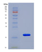 SDS-PAGE analysis of Human RPLP2 (Large Ribosomal Subunit Protein P2) - Recombinant Protein, showing >90% purity under 15% SDS-PAGE (Reduced)