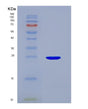 SDS-PAGE analysis of Human SCG5 (Neuroendocrine Protein 7B2) - Recombinant Protein, showing >85% purity under 15% SDS-PAGE (Reduced)