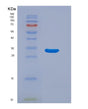 SDS-PAGE analysis of Human JUN (Transcription Factor Jun) - Recombinant Protein, showing >85% purity under 15% SDS-PAGE (Reduced)