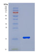 SDS-PAGE analysis of Human FABP3 (Fatty Acid-Binding Protein, Heart) - Recombinant Protein, showing >90% purity under 15% SDS-PAGE (Reduced)