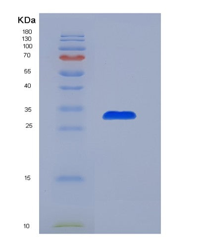 SDS-PAGE analysis of Mouse Tnfsf11 (Tumor Necrosis Factor Ligand Superfamily Member 11) - Recombinant Protein, showing >90% purity under 15% SDS-PAGE (Reduced)