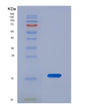 SDS-PAGE analysis of Human S100A6 (Protein S100-A6) - Recombinant Protein, showing >90% purity under 15% SDS-PAGE (Reduced)