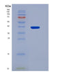 SDS-PAGE analysis of Human TPM3 (Tropomyosin Alpha-3 Chain) - Recombinant Protein, showing >90% purity under 15% SDS-PAGE (Reduced)