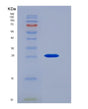 SDS-PAGE analysis of Human CTSB (Cathepsin B) - Recombinant Protein, showing >90% purity under 15% SDS-PAGE (Reduced)