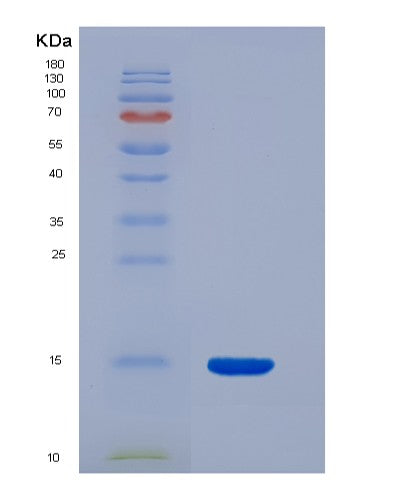SDS-PAGE analysis of Human Glycophorin A (GYPA) - Recombinant Protein, showing >90% purity under 15% SDS-PAGE (Reduced)