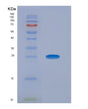SDS-PAGE analysis of Human CEACAM8 (Cell Adhesion Molecule Ceacam8) - Recombinant Protein, showing >90% purity under 15% SDS-PAGE (Reduced)