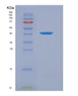SDS-PAGE analysis of Human ANXA2 (Annexin A2) - Recombinant Protein, showing >95% purity under 15% SDS-PAGE (Reduced)