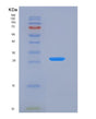 SDS-PAGE analysis of Human BPGM (Bisphosphoglycerate Mutase) - Recombinant Protein, showing >85% purity under 15% SDS-PAGE (Reduced)