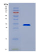 SDS-PAGE analysis of Human ANXA6 (Annexin A6) - Recombinant Protein, showing >90% purity under 15% SDS-PAGE (Reduced)