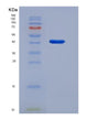 SDS-PAGE analysis of Mouse S100a10 (Protein S100-A10) - Recombinant Protein, showing >95% purity under 15% SDS-PAGE (Reduced)