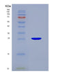 SDS-PAGE analysis of Human GSTA1 (Glutathione S-Transferase A1) - Recombinant Protein, showing >95% purity under 15% SDS-PAGE (Reduced)