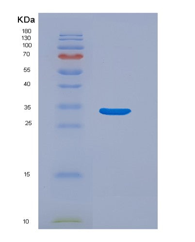 SDS-PAGE analysis of Human HMBS (Porphobilinogen Deaminase) - Recombinant Protein, showing >90% purity under 15% SDS-PAGE (Reduced)