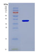 SDS-PAGE analysis of Human CD1D (Antigen-Presenting Glycoprotein Cd1D) - Recombinant Protein, showing >90% purity under 15% SDS-PAGE (Reduced)