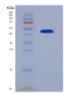 SDS-PAGE analysis of Human ENO2 (Gamma-Enolase) - Recombinant Protein, showing >85% purity under 15% SDS-PAGE (Reduced)
