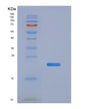SDS-PAGE analysis of Mouse Nos2 (Nitric Oxide Synthase, Inducible) - Recombinant Protein, showing >90% purity under 15% SDS-PAGE (Reduced)
