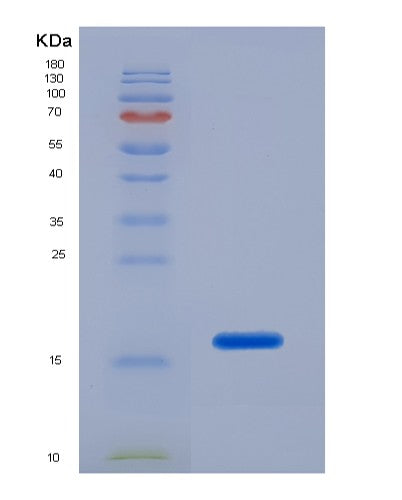 SDS-PAGE analysis of Human LGALS1 (Galectin-1) - Recombinant Protein, showing >90% purity under 15% SDS-PAGE (Reduced)