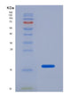 SDS-PAGE analysis of Human LGALS1 (Galectin-1) - Recombinant Protein, showing >90% purity under 15% SDS-PAGE (Reduced)