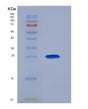 SDS-PAGE analysis of Human GSTM1 (Glutathione S-Transferase Mu 1) - Recombinant Protein, showing >90% purity under 15% SDS-PAGE (Reduced)