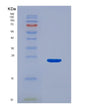 SDS-PAGE analysis of Human HMOX1 (Heme Oxygenase 1) - Recombinant Protein, showing >90% purity under 15% SDS-PAGE (Reduced)