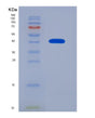 SDS-PAGE analysis of Human HNRNPA1 (Heterogeneous Nuclear Ribonucleoprotein A1) - Recombinant Protein, showing >85% purity under 15% SDS-PAGE (Reduced)