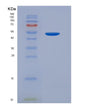 SDS-PAGE analysis of Human CRBN (Protein Cereblon) - Recombinant Protein, showing >90% purity under 15% SDS-PAGE (Reduced)