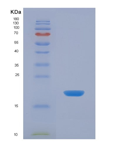 SDS-PAGE analysis of Human GIP (Gastric Inhibitory Polypeptide) - Recombinant Protein, showing >85% purity under 15% SDS-PAGE (Reduced)