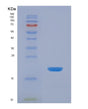 SDS-PAGE analysis of Human GIP (Gastric Inhibitory Polypeptide) - Recombinant Protein, showing >85% purity under 15% SDS-PAGE (Reduced)