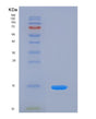 SDS-PAGE analysis of Human FURIN (Furin) - Recombinant Protein, showing >95% purity under 15% SDS-PAGE (Reduced)