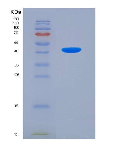 SDS-PAGE analysis of Human H2AZ1 (Histone H2A.Z) - Recombinant Protein, showing >85% purity under 15% SDS-PAGE (Reduced)