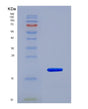 SDS-PAGE analysis of Human NOS2 (Nitric Oxide Synthase, Inducible) - Recombinant Protein, showing >90% purity under 15% SDS-PAGE (Reduced)
