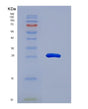 SDS-PAGE analysis of Mouse Lama2 (Laminin Subunit Alpha-2) - Recombinant Protein, showing >90% purity under 15% SDS-PAGE (Reduced)