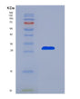 SDS-PAGE analysis of Mouse Tg (Thyroglobulin) - Recombinant Protein, showing >90% purity under 15% SDS-PAGE (Reduced)
