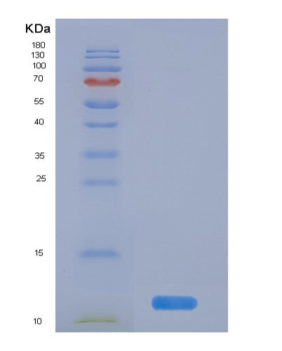 SDS-PAGE analysis of Human UBB (Polyubiquitin-B) - Recombinant Protein, showing >85% purity under 15% SDS-PAGE (Reduced)