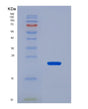 SDS-PAGE analysis of Human SRGN (Serglycin) - Recombinant Protein, showing >85% purity under 15% SDS-PAGE (Reduced)